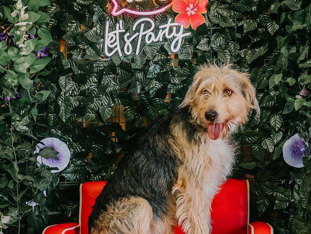 Photo 45 for Dog Friendly Abode with Vintage Charm