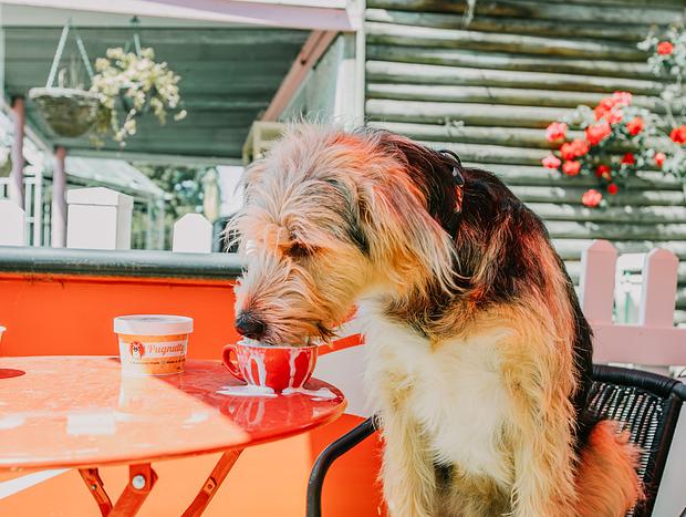 Photo 44 for Dog Friendly Abode with Vintage Charm