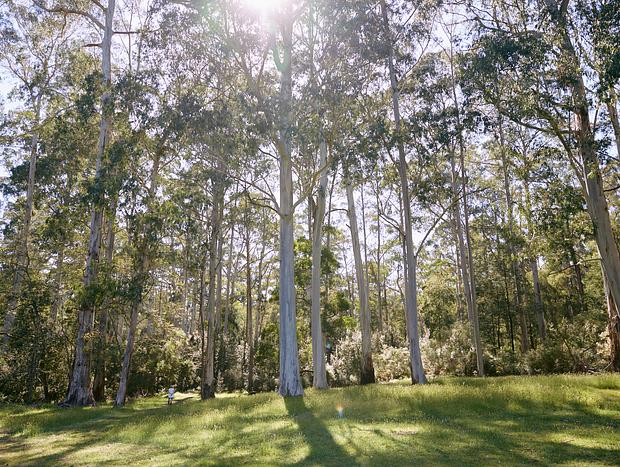 Photo 28 for Whitegum Forest Pod