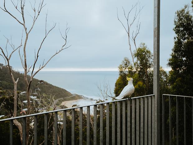 Photo 20 for Hilltop Haven: Forest Meets Ocean