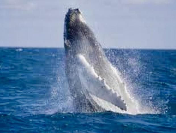 Photo 16 for Oceans 180