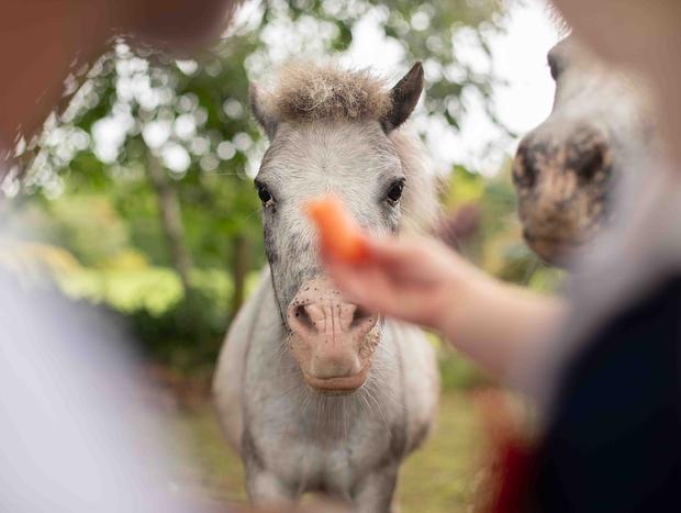 Photo 4 for Feed the miniture pony