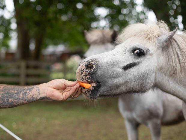 Photo 5 for Feed the miniture pony