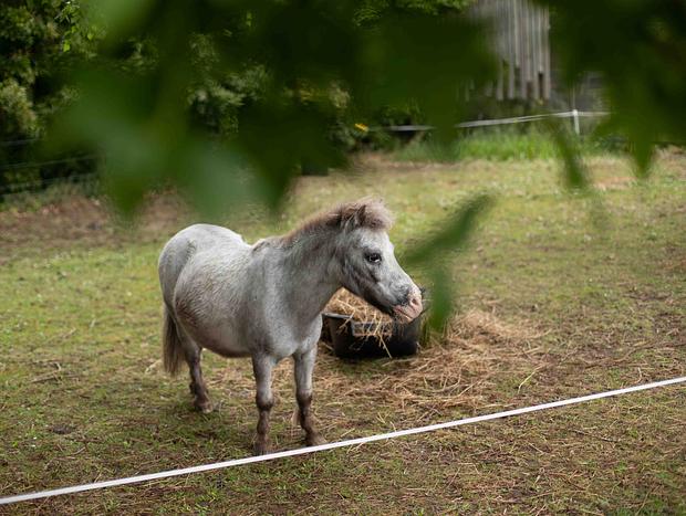 Photo 6 for Feed the miniture pony