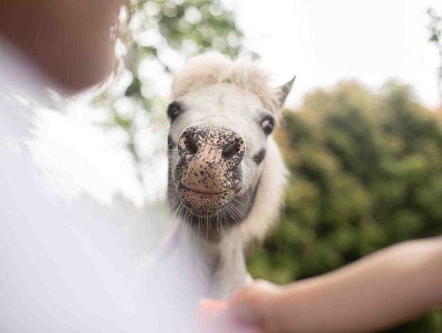 Photo 7 for Feed the miniture pony