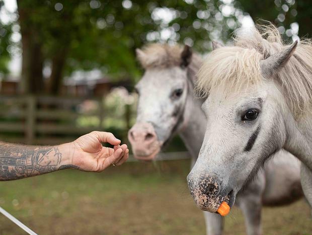 Photo 8 for Feed the miniture pony