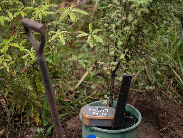 Photo 2 for Plant a Tree