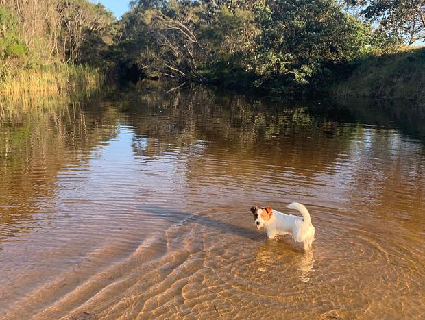 Photo 9 for Quirky beach shack on a dog beach