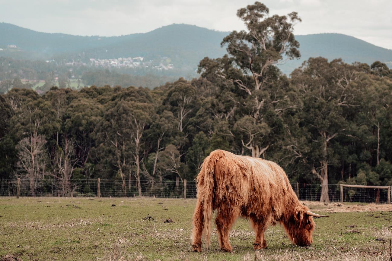Meet The Locals Riparide