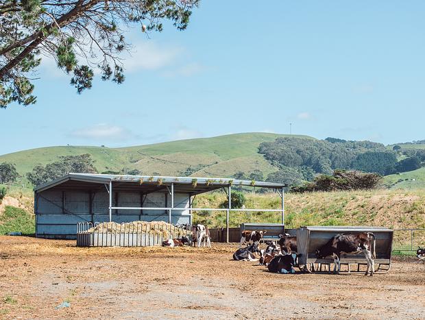Photo 2 for Farm Animal Tour