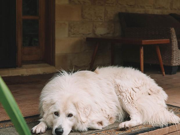 Photo 8 for Nulla Nulla Riverside Homestead - sleeps 8 folks, & dog friendly