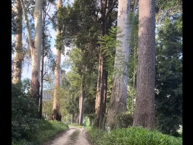 Photo 55 for Nulla Nulla Riverside Homestead - sleeps 8 folks, & dog friendly