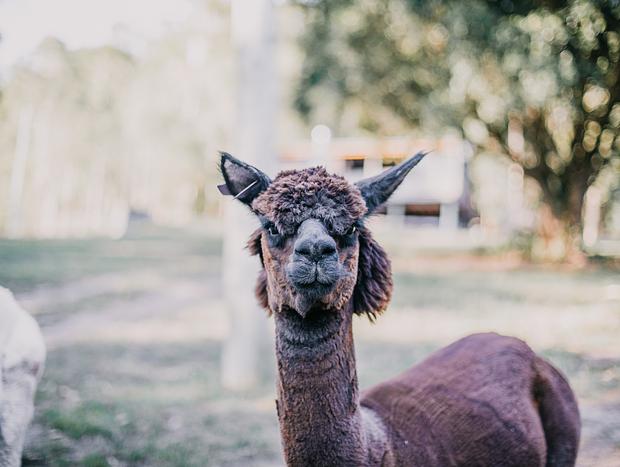 Photo 8 for Feed & Make Friends with the Animals