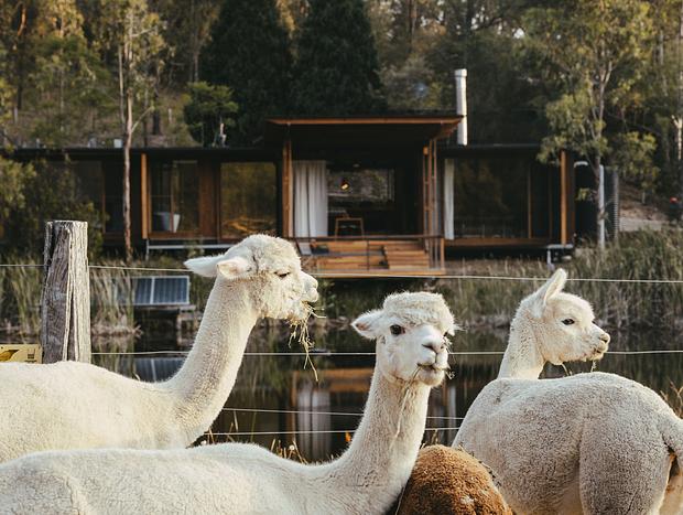 Photo 14 for Architect Designed Alpaca Farm Retreat | Hot Tub | Wollombi Valley | Hunter 90 mins from Sydney