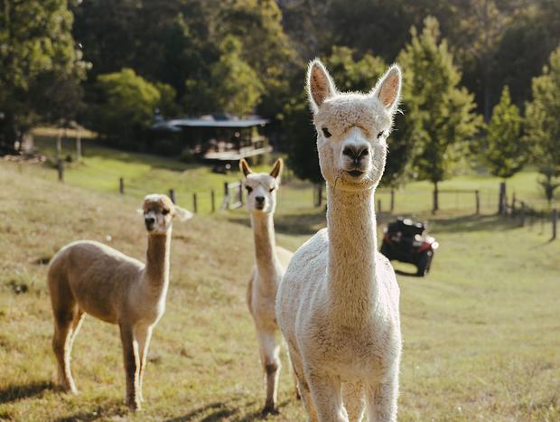 Photo 23 for Architect Designed Alpaca Farm Retreat | Hot Tub | Wollombi Valley | Hunter 90 mins from Sydney