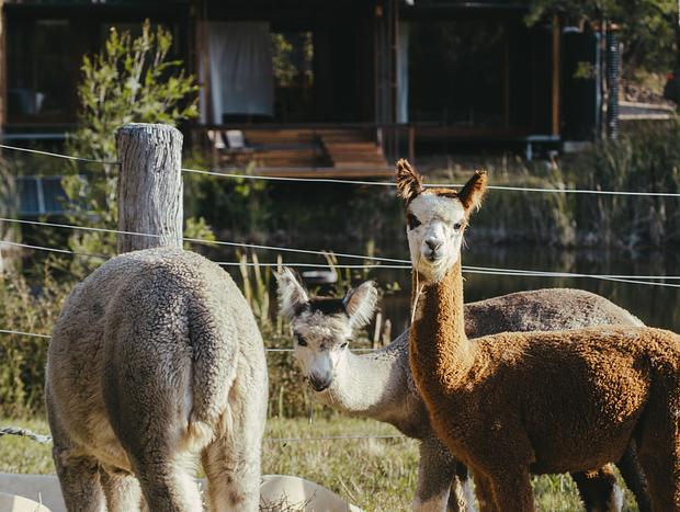 Photo 25 for Architect Designed Alpaca Farm Retreat | Hot Tub | Wollombi Valley | Hunter 90 mins from Sydney