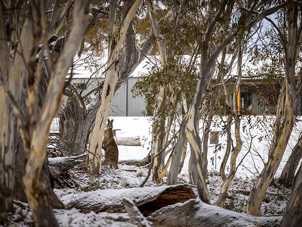 Photo 42 for Big Yard Escapes – Off-grid Tiny House, Wilderness