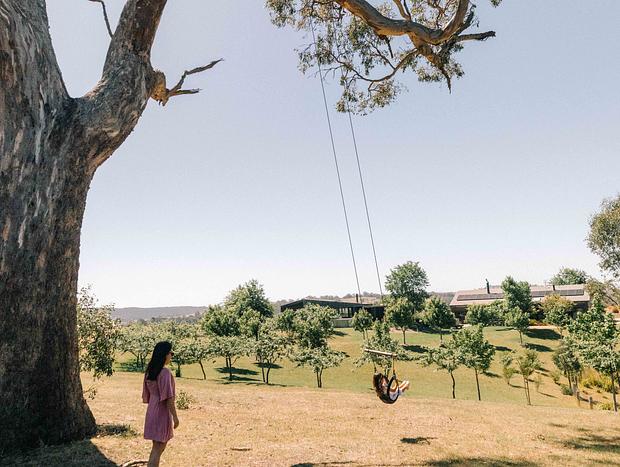 Photo 3 for Swing by at a giant gumtree