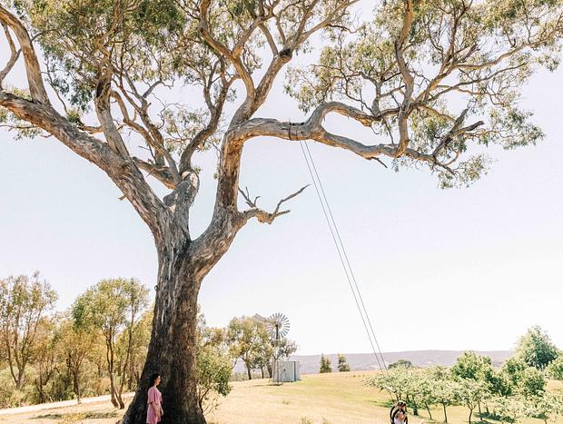 Photo 5 for Swing by at a giant gumtree