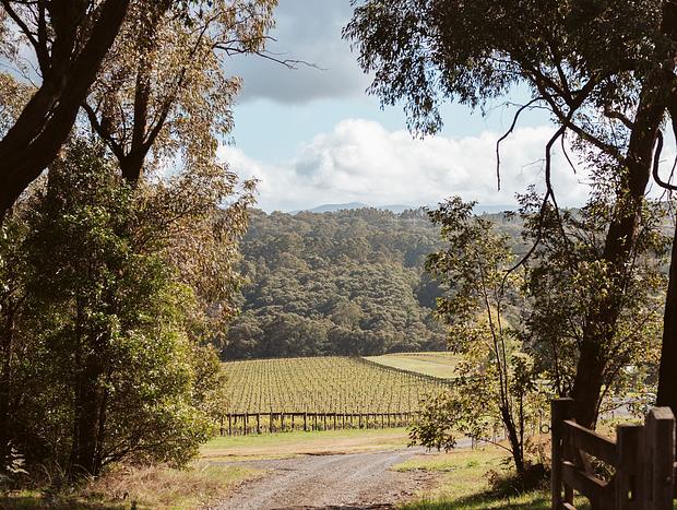 Photo 58 for Luxury vineyard log cabin in Yarra Valley foothills