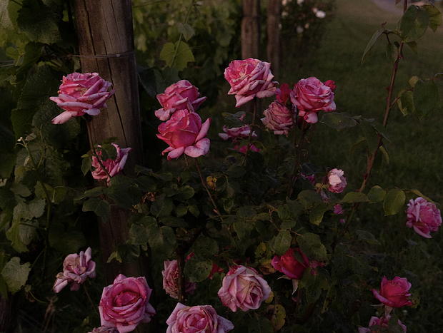 Photo 63 for Luxury vineyard log cabin in Yarra Valley foothills