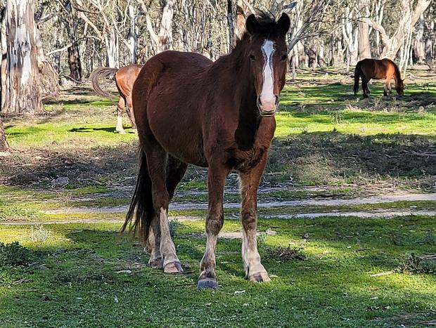 Photo 29 for The Vines - Wyuna: Luxury Church Retreat nr Echuca