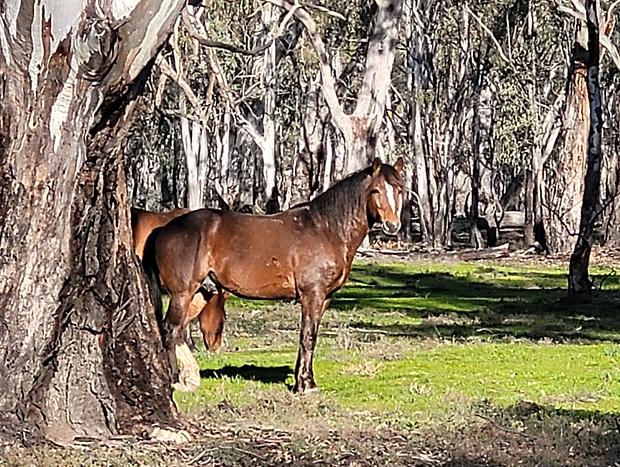 Photo 33 for The Vines - Wyuna: Luxury Church Retreat nr Echuca