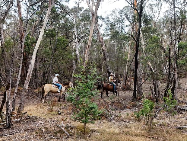 Photo 13 for Spring Creek Trail Rides