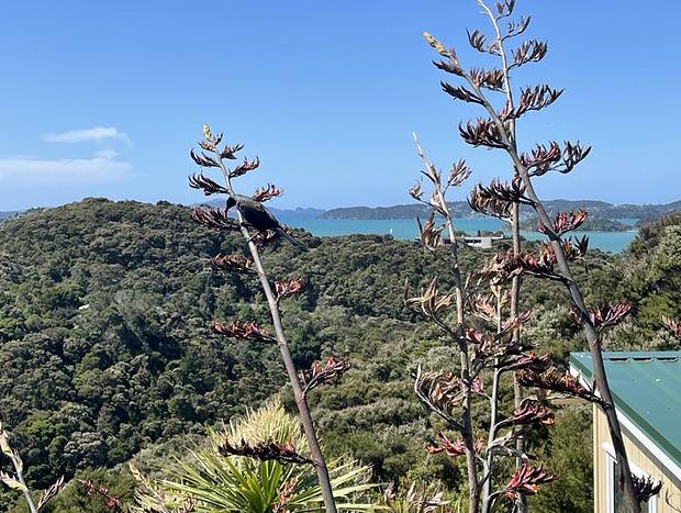 Photo 9 for Private with Stunning Ocean and Bush Views- Tui View Cabin