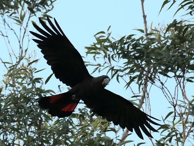 Photo 28 for Escape to Nature just minutes from Tathra.
