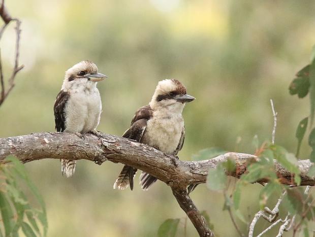 Photo 26 for Escape to Nature just minutes from Tathra.