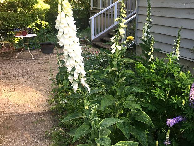 Photo 5 for Foxglove Cottage . Katoomba