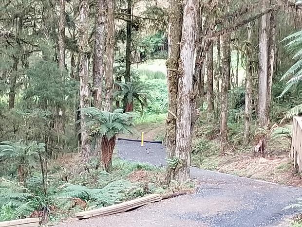 Photo 24 for Wonderforest Tiny House in Trees