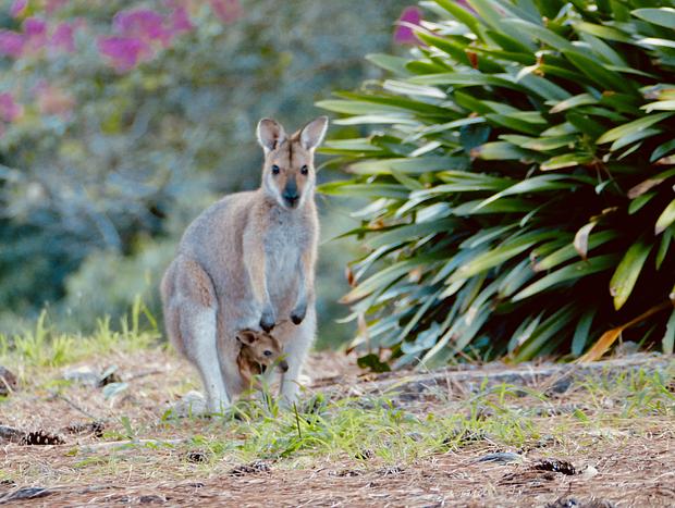Photo 26 for Wild Haven - Off-grid Glamping Escape with Wildlife and Tranquility