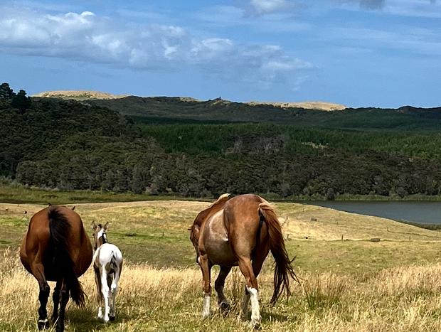 Photo 6 for Lake Kahuparere