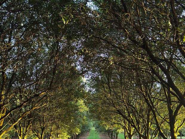 Photo 2 for Stroll Through the Macadamia Plantation