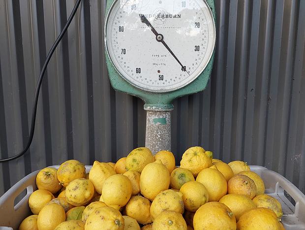 Photo 25 for Tiny Lemon Farm