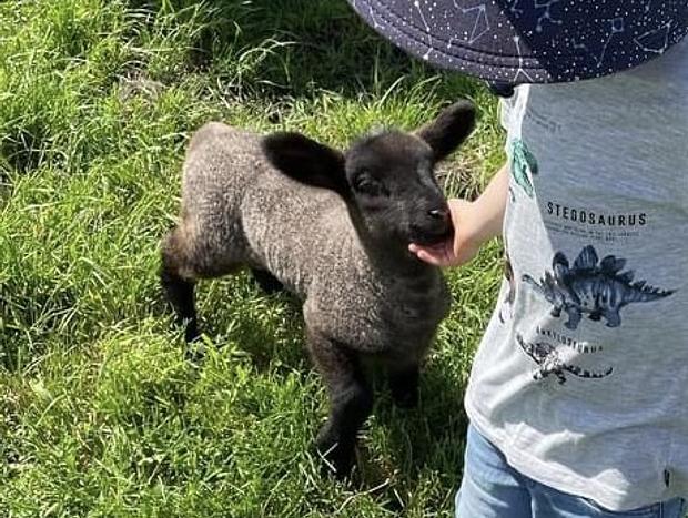 Photo 26 for Immersive Farm Stay on South Gippsland Coast