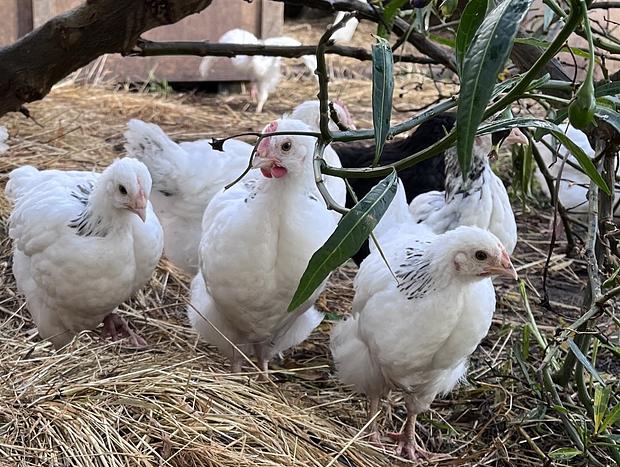 Photo 30 for Immersive Farm Stay on South Gippsland Coast