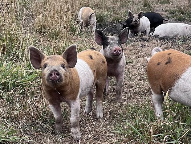 Photo 31 for Immersive Farm Stay on South Gippsland Coast