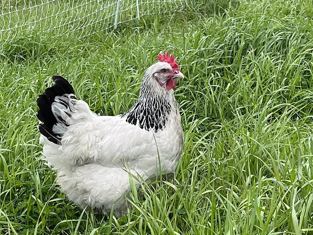 Photo 28 for Immersive Farm Stay on South Gippsland Coast