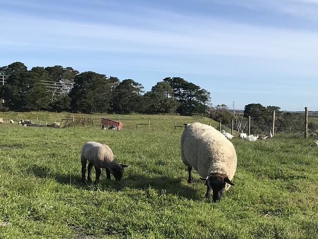 Photo 22 for Immersive Farm Stay on South Gippsland Coast