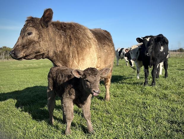 Photo 23 for Immersive Farm Stay on South Gippsland Coast