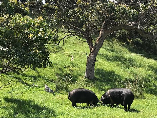 Photo 29 for Immersive Farm Stay on South Gippsland Coast