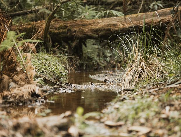 Photo 13 for Biloela - Wilderness Escape a stone's throw from Melb