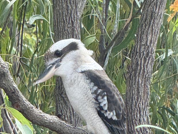 Photo 23 for Kangaroo Gully