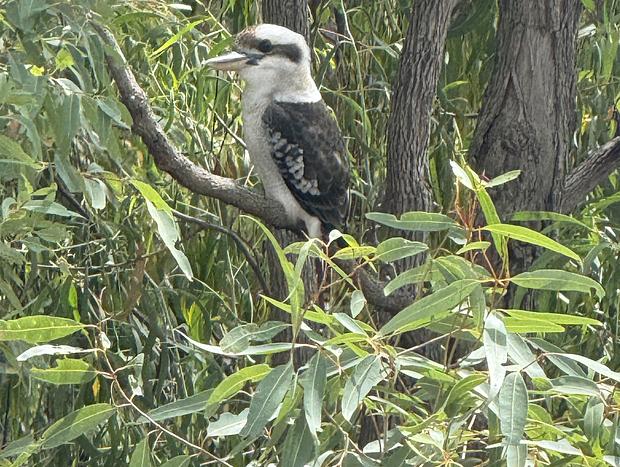 Photo 24 for Kangaroo Gully