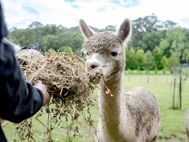 Photo 4 for The Alpaca Farm