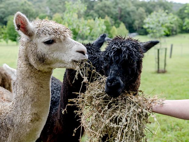 Photo 7 for The Alpaca Farm