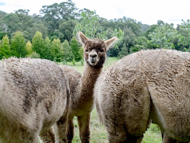 Photo 11 for The Alpaca Farm